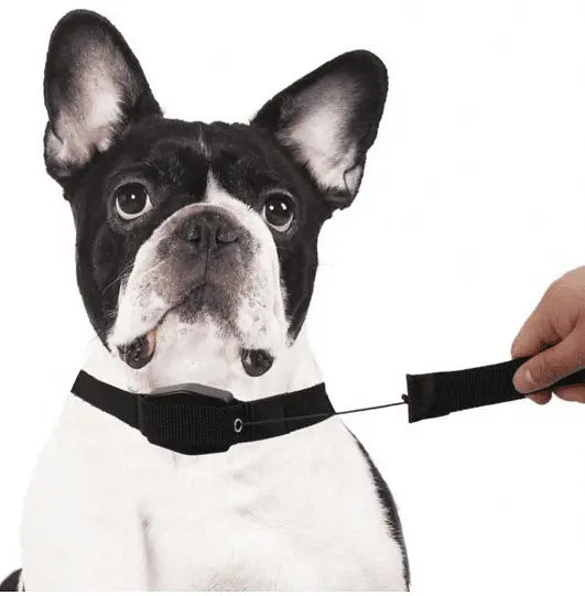 Нашийник за куче с вграден повод, Lucky Leash, 105 см. дълъг и има магнит Aventra Store